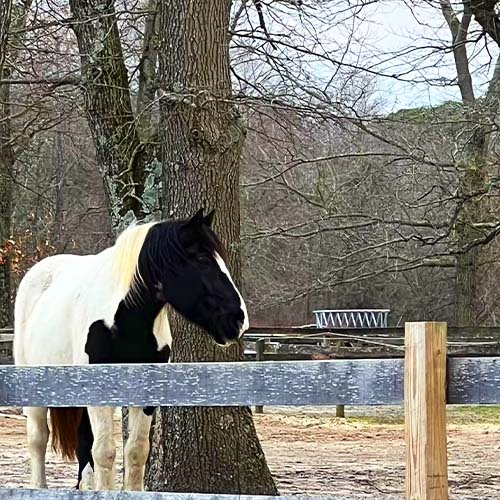 stable-gallery-sq-13