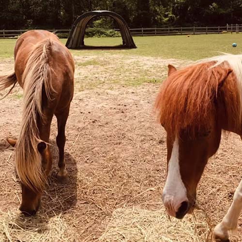stable-gallery-sq-16