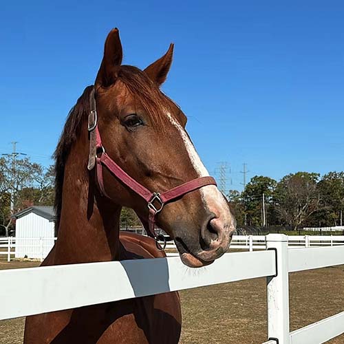 stable-gallery-sq-18