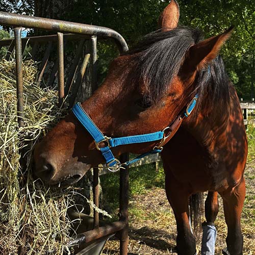 stable-gallery-sq-6
