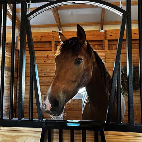 stable-gallery-sq-8
