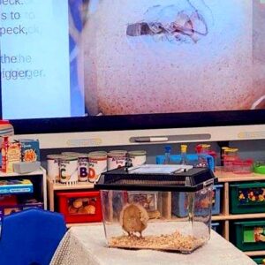 edu-egg-gallery-sq-09
