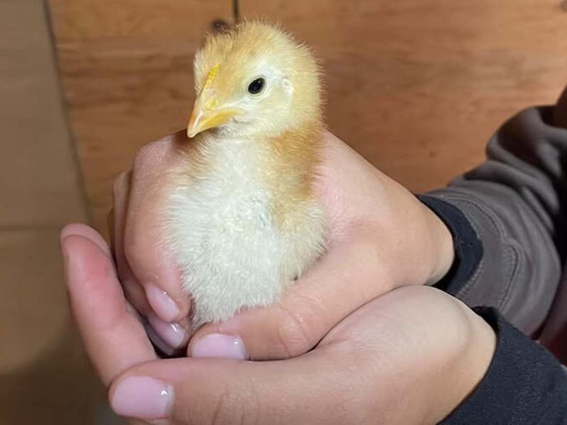 chick being held
